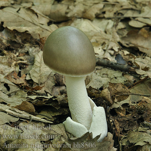 Amanita magnivolvata Muchomor wielkopochwowy Pošvatka velkopochvá