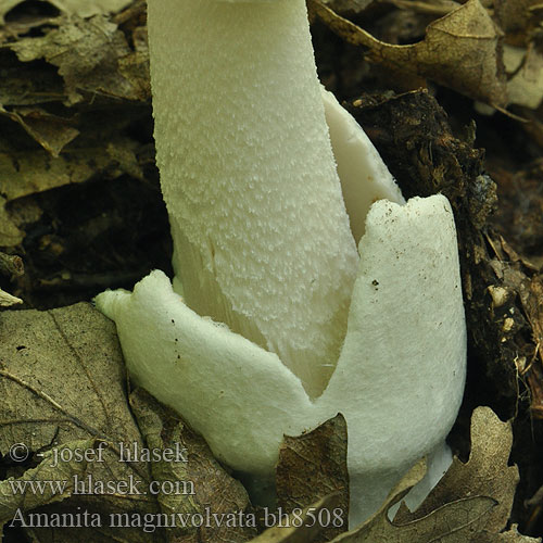 Amanita magnivolvata bh8508