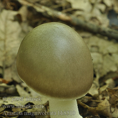 Amanita magnivolvata bh8510