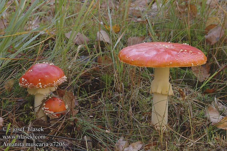 Amanita muscaria Fly Agaric Rød fluesvamp punakärpässieni