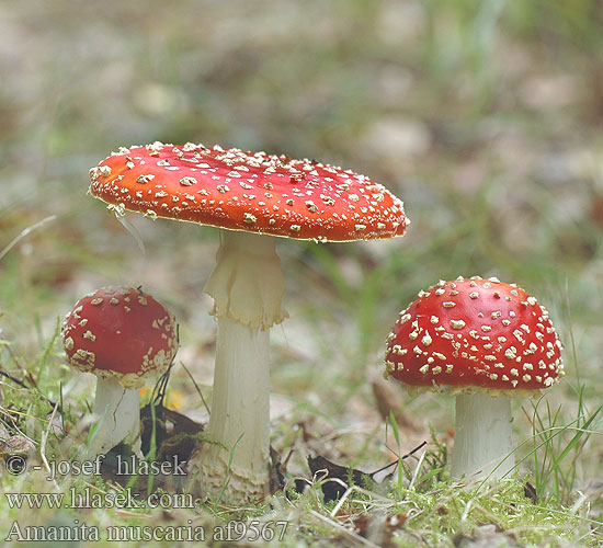 Amanita muscaria Muchomor czerwony Muchotrávka červená