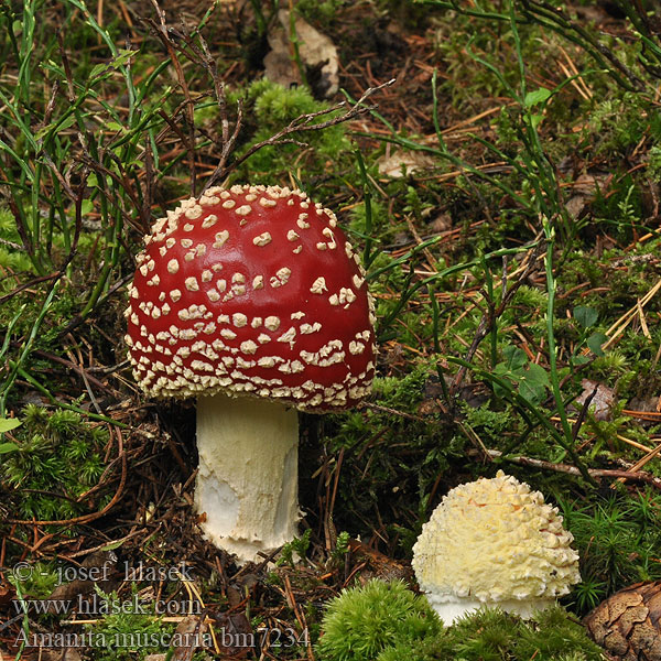 Amanita muscaria bm7234