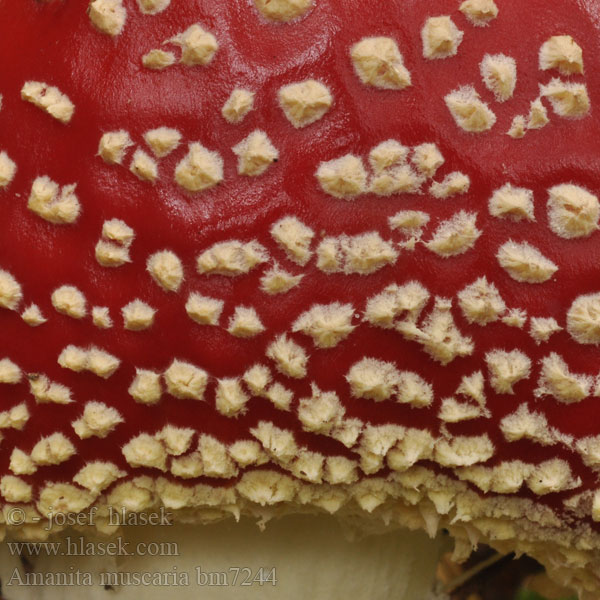 Amanita muscaria bm7244