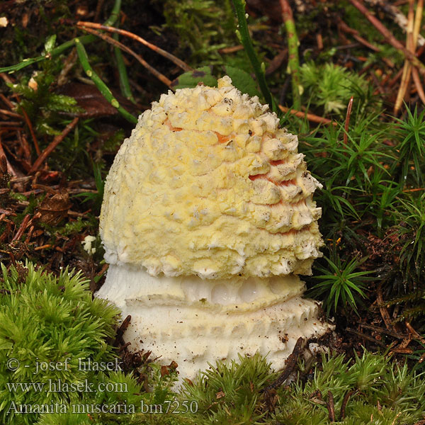 Amanita muscaria Muchomůrka červená Falsa oronja