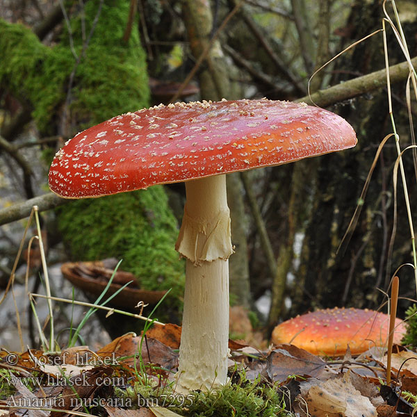 Amanita muscaria bm7295