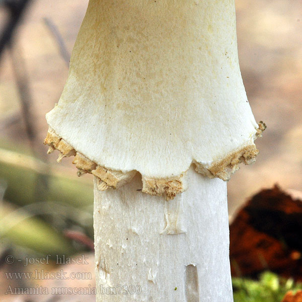 Amanita muscaria bm7300