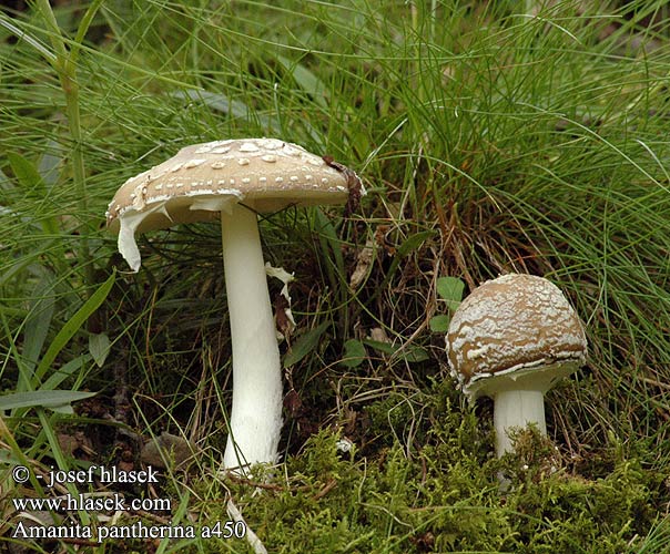 Amanita pantherina a450