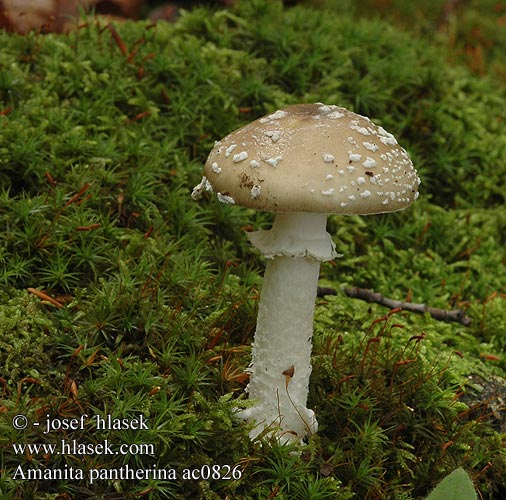 Amanita pantherina Pantterikärpässieni Amanite panthère