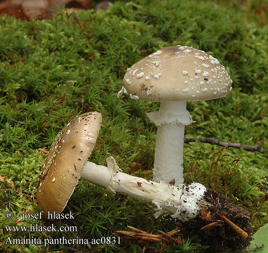 Amanita pantherina Amanite panthère Panteramaniet Piccolo primordio