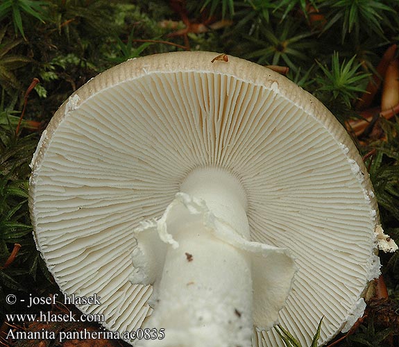 Amanita pantherina Panteramaniet Piccolo primordio Párducgalóca