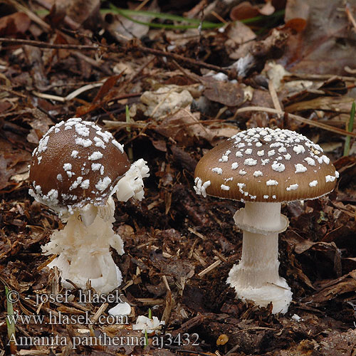 Amanita pantherina aj3432