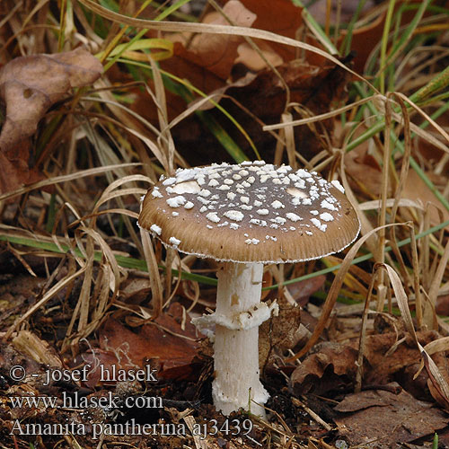 Amanita pantherina Pantherpilz Muchomor plamisty