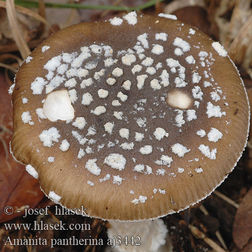 Amanita pantherina Muchotrávka tigrovaná