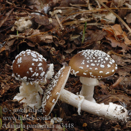 Amanita pantherina aj3448