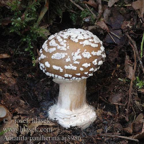 Amanita pantherina Мухомор пантерный серый