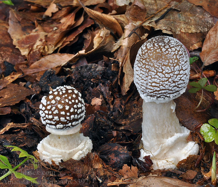 Amanita pantherina Muchomůrka tygrovaná