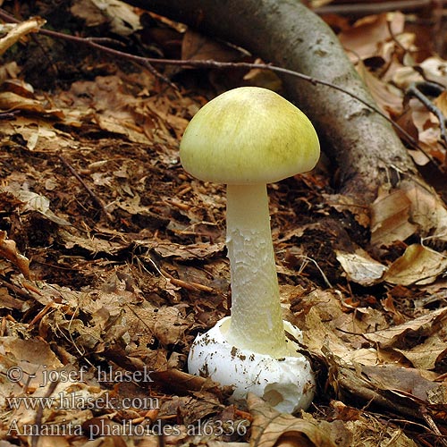 Amanita phalloides Death cap Muchomůrka zelená Grüner