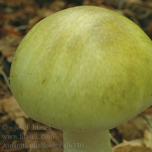 Amanita phalloides al6340