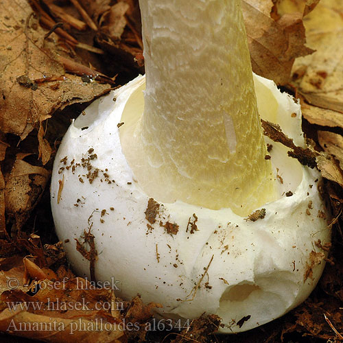 Amanita phalloides al6344