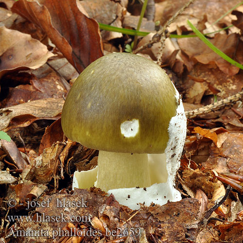 Amanita phalloides be2659