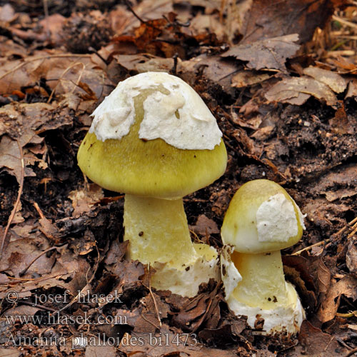 Amanita phalloides bi1473