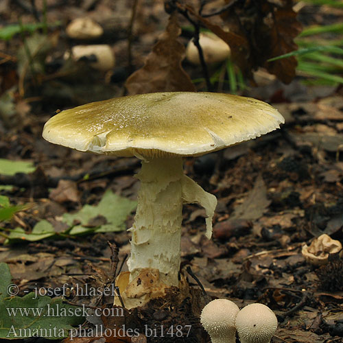 Amanita phalloides bi1487