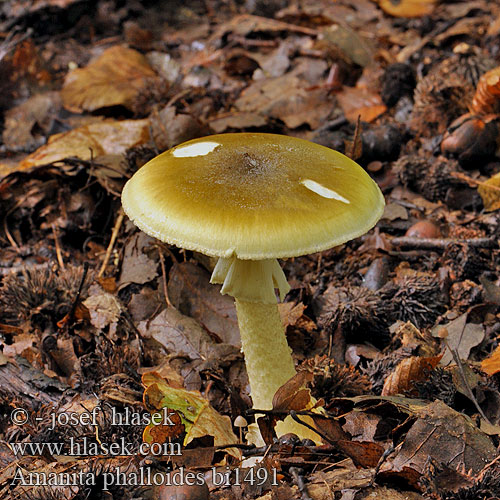 Amanita phalloides bi1491