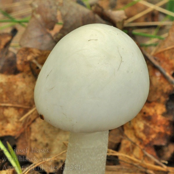 Amanita phalloides bm2341