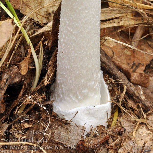 Amanita phalloides bm2348