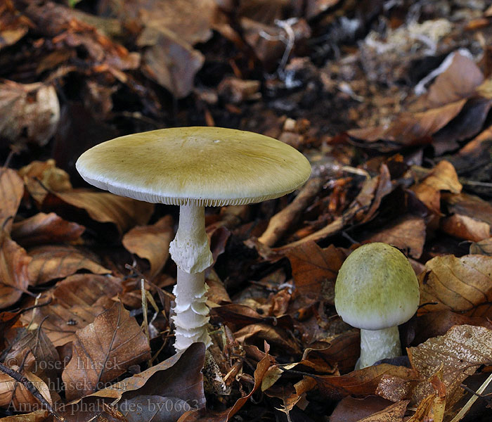 Amanita phalloides Death cap