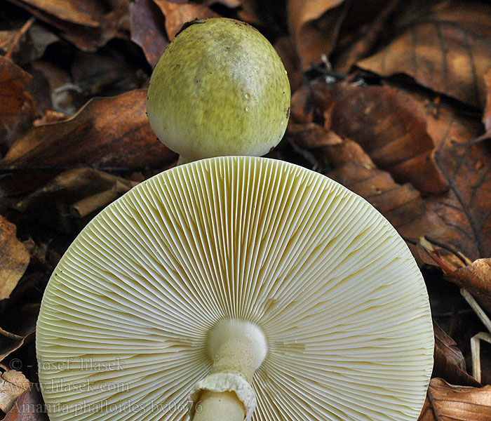 Amanita phalloides Muchomůrka zelená