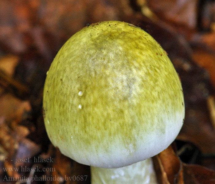 Amanita phalloides Grüner Knollenblätterpilz