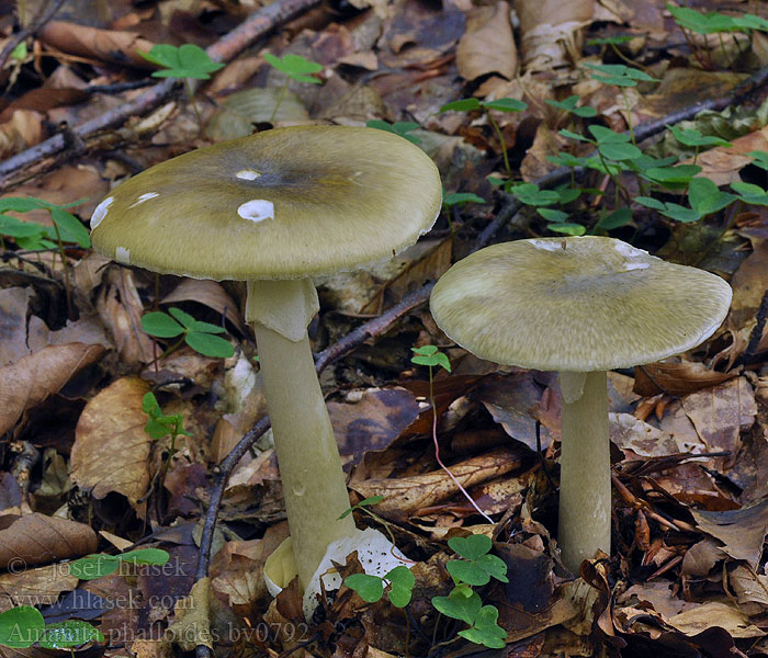 Amanita phalloides Muchomor zielonawy Groene knolamaniet