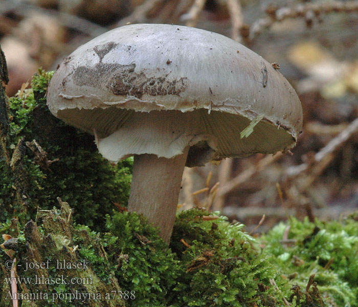 Amanita porphyria a7388