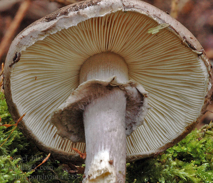 Amanita porphyria a7389