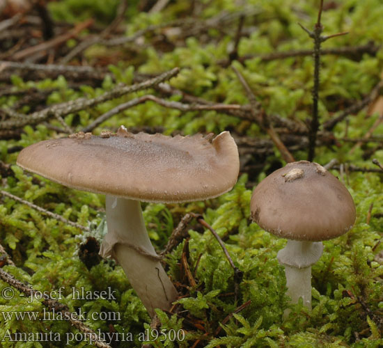 Amanita porphyria al9500