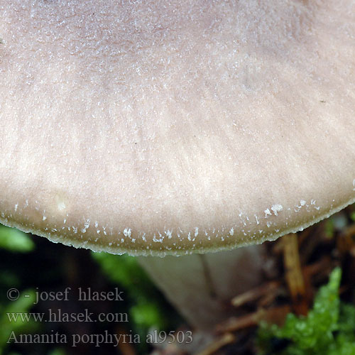 Amanita porphyria al9503