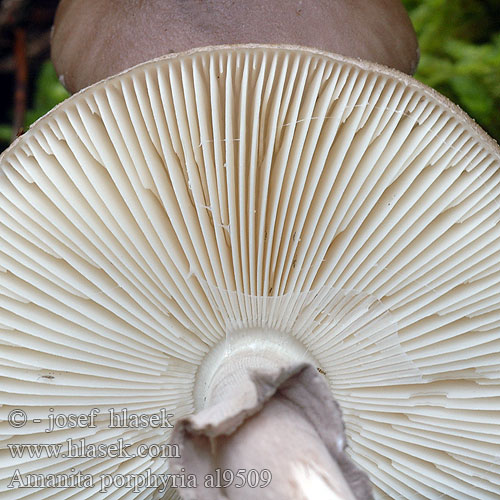 Amanita porphyria al9509