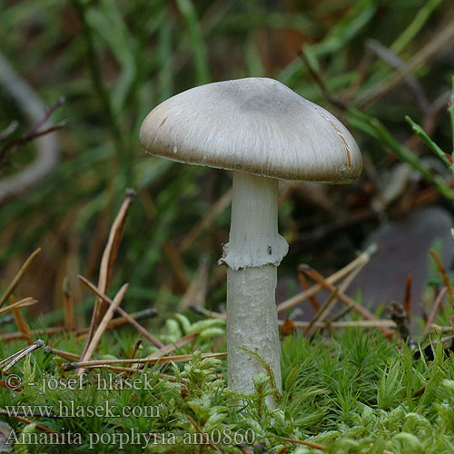 Amanita porphyria am0860