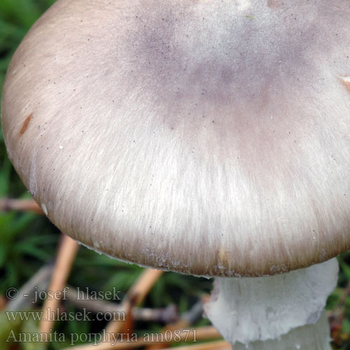 Amanita porphyria am0871