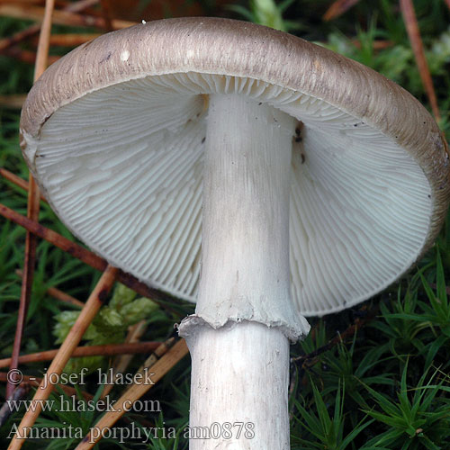 Bíbor galóca Svartringfluesopp Mörkringad flugsvamp Amanita porphyria Muchomůrka porfýrová