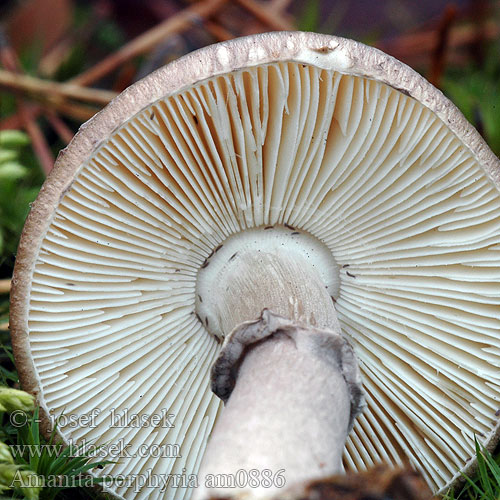 Amanita porphyria am0886