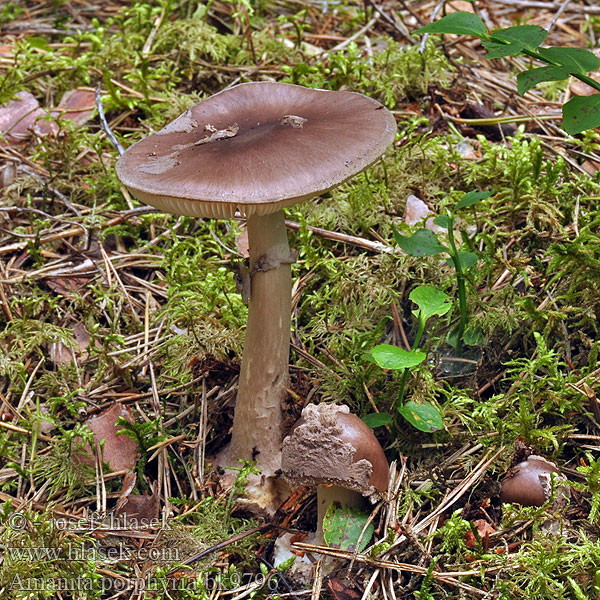 Purple-brown amanita Porphyry Grey Veiled Мухомор серый Muchomor porfirowy