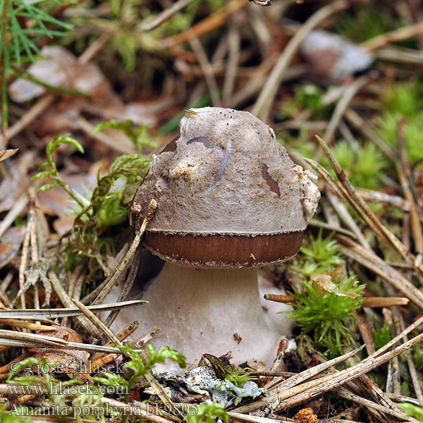 Amanita porphyria bk9805