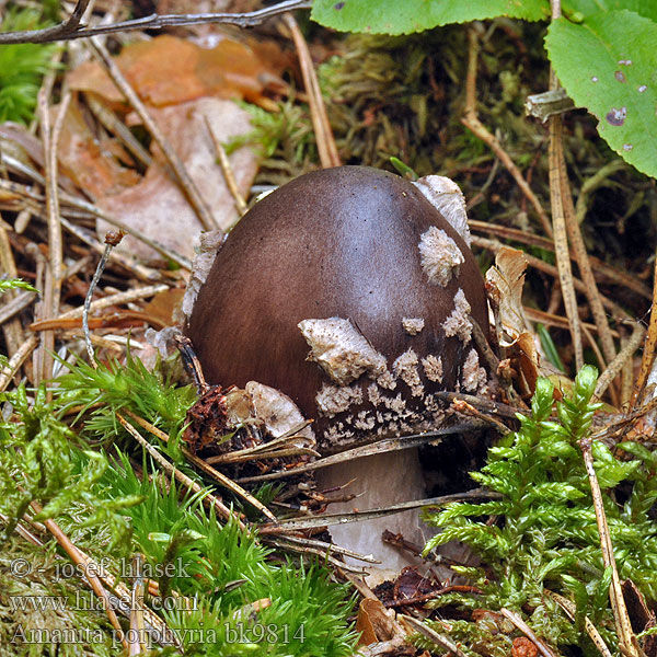 Amanita porphyria bk9814