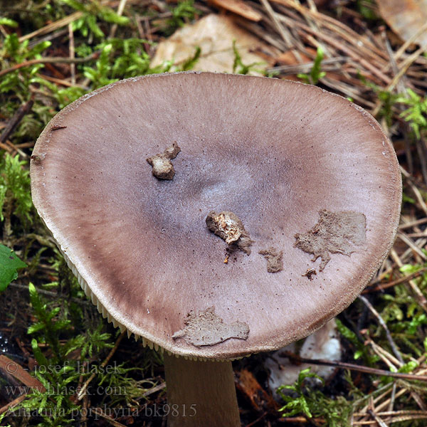 Amanita porphyria bk9815