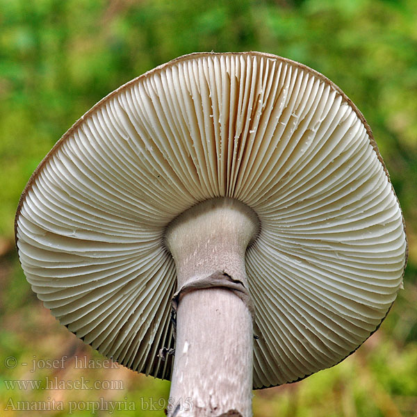 Amanita porphyria bk9845