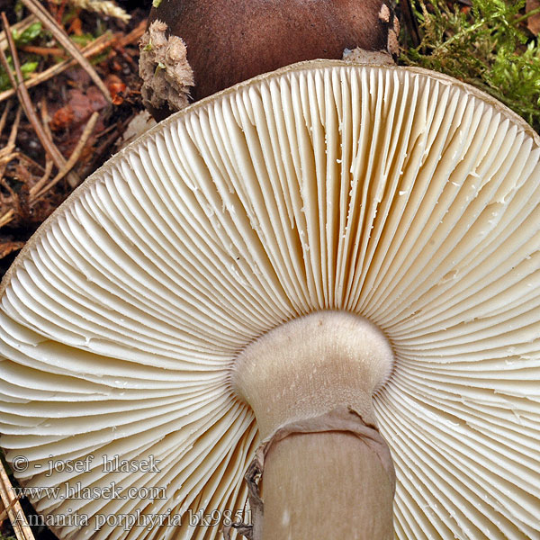 Amanita porphyria bk9851