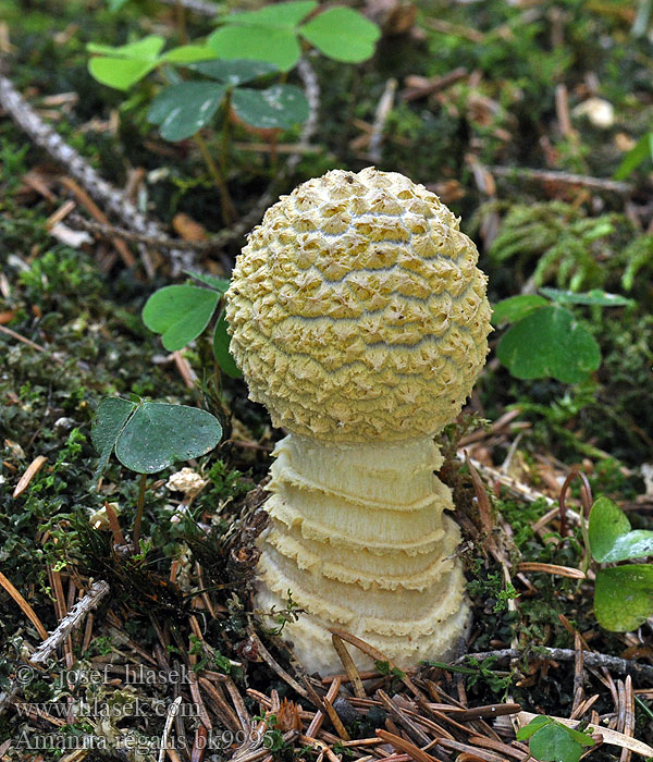 Amanita regalis umbrina muscaria Muchomůrka královská