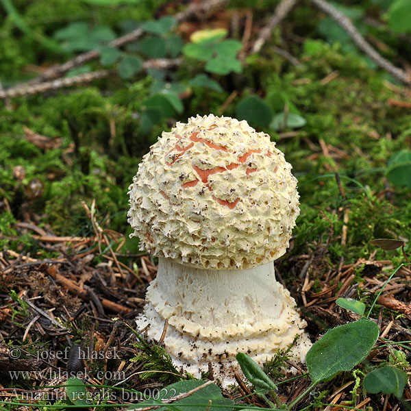 Amanita regalis bm0022